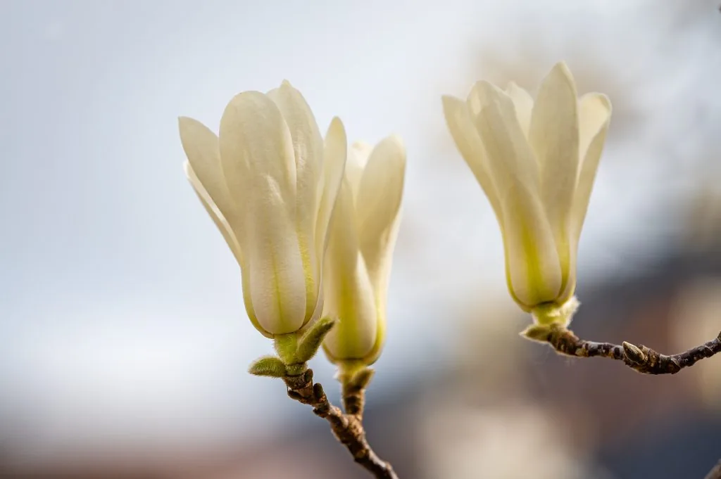 Magnolia blossoms