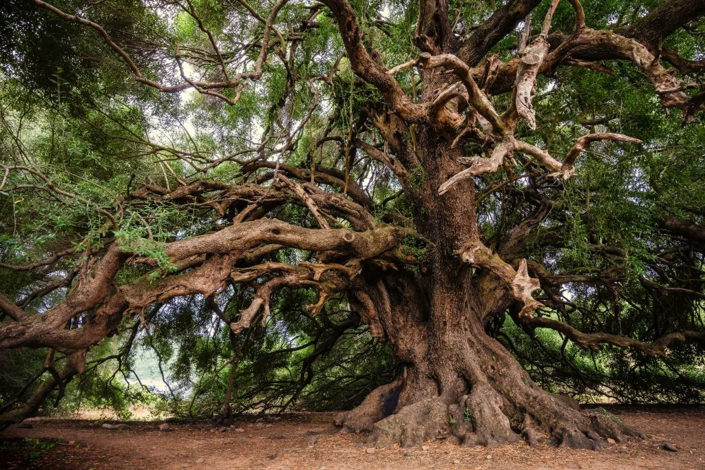 Olive tree branches